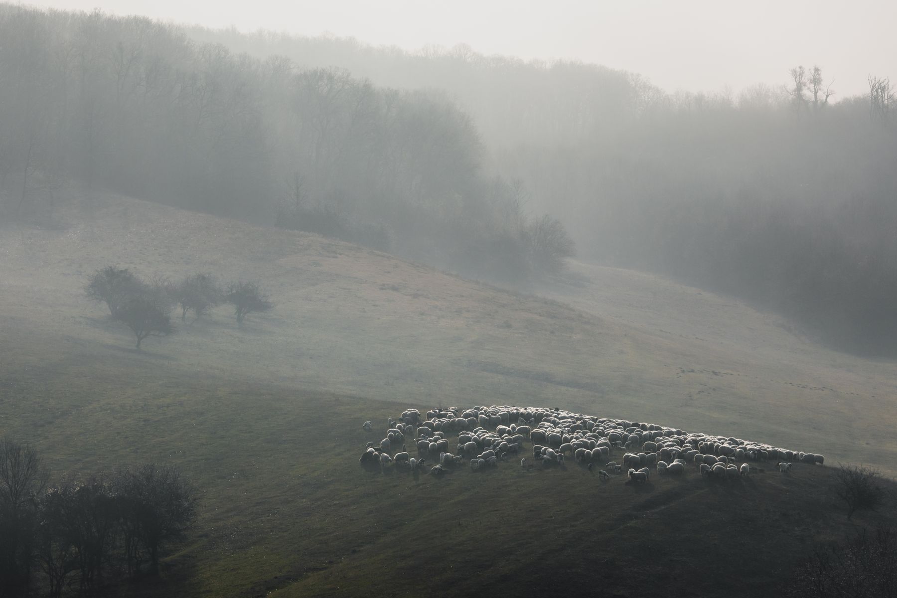 Livada Kišelez (Kiselez Meadow), Daniel Knežević