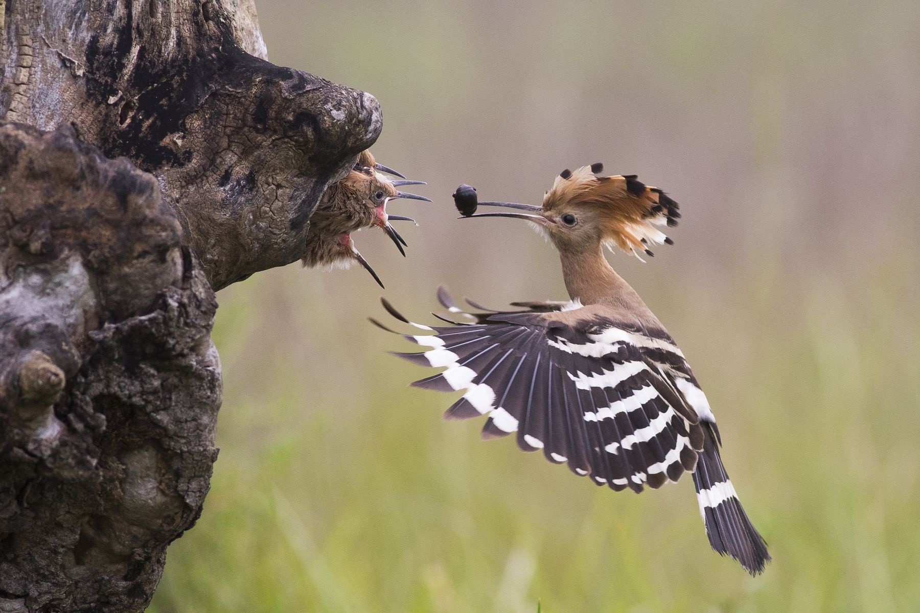 Hranjenje (Feeding), Levente Szekeres