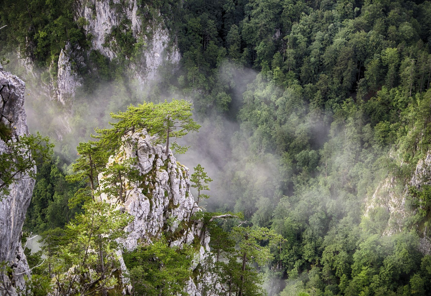 Kanjon Rače (The Raca River Gorge) - Tara, Vesna Mijailović