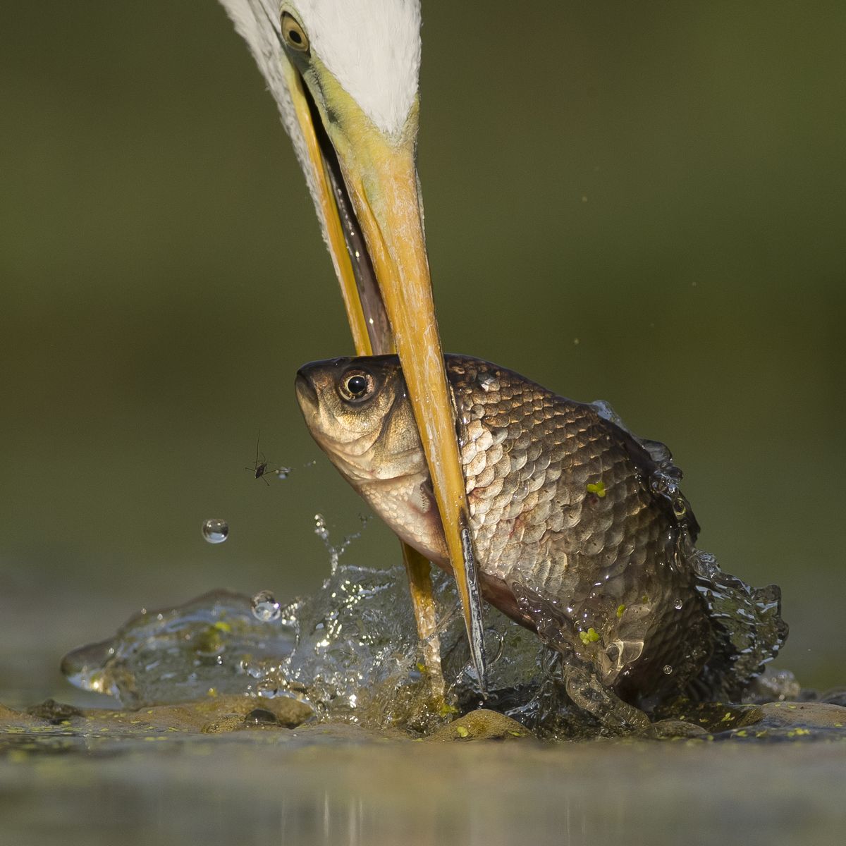 Lanac ishrane (Food chain), Levente Szekeres