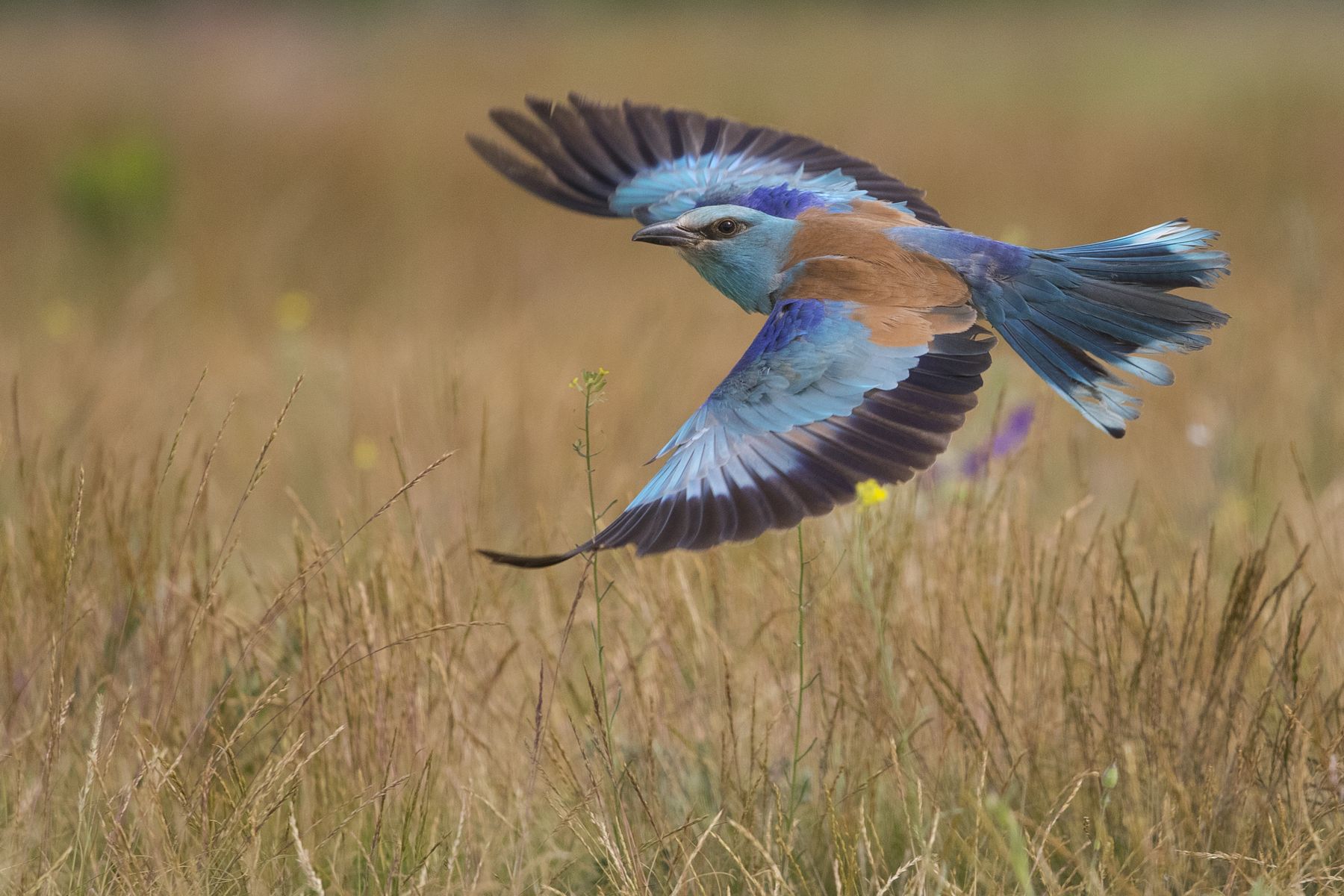 Let (The flight), Levente Szekeres