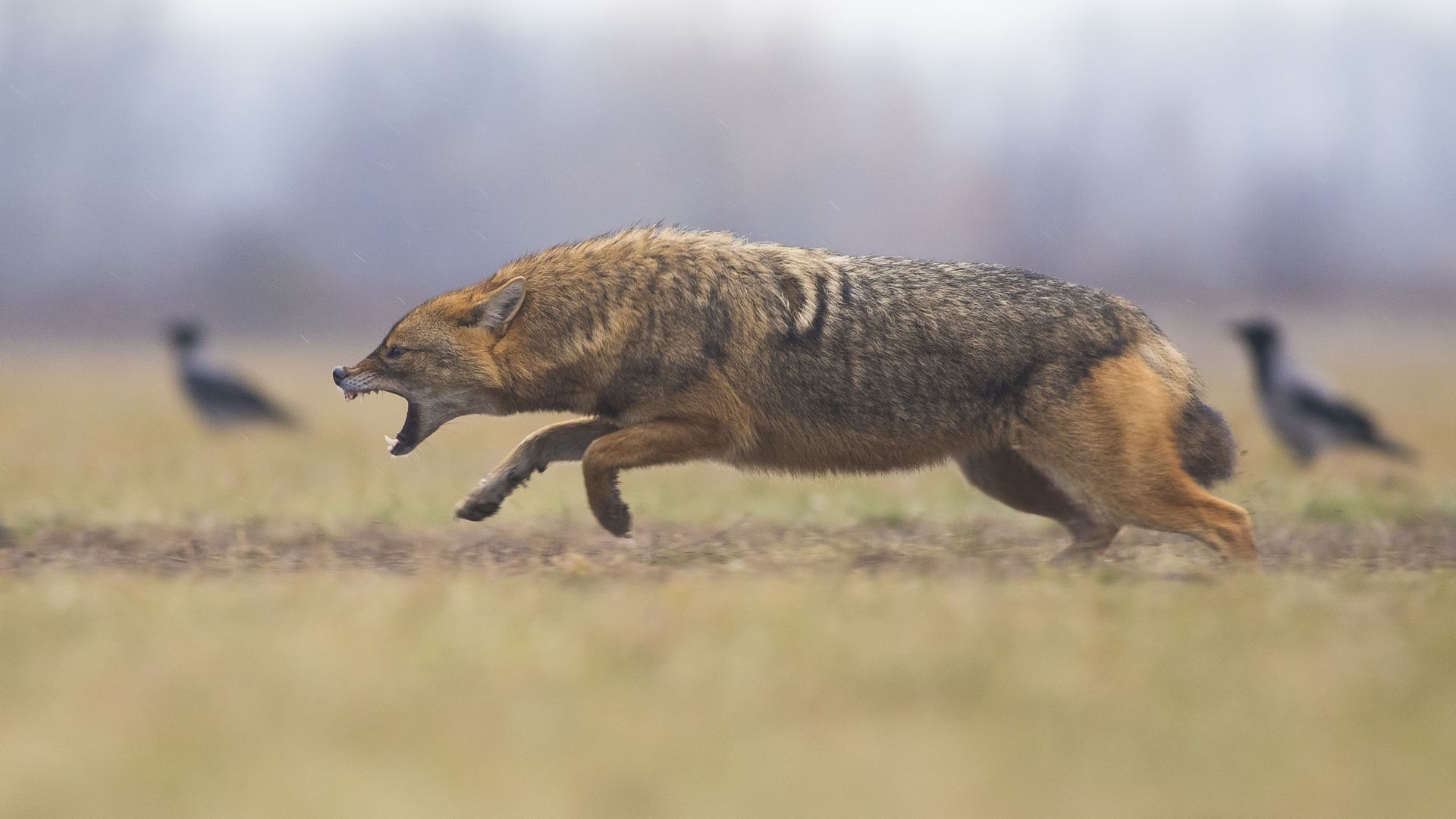 Napad (Attack), Levente Szekeres