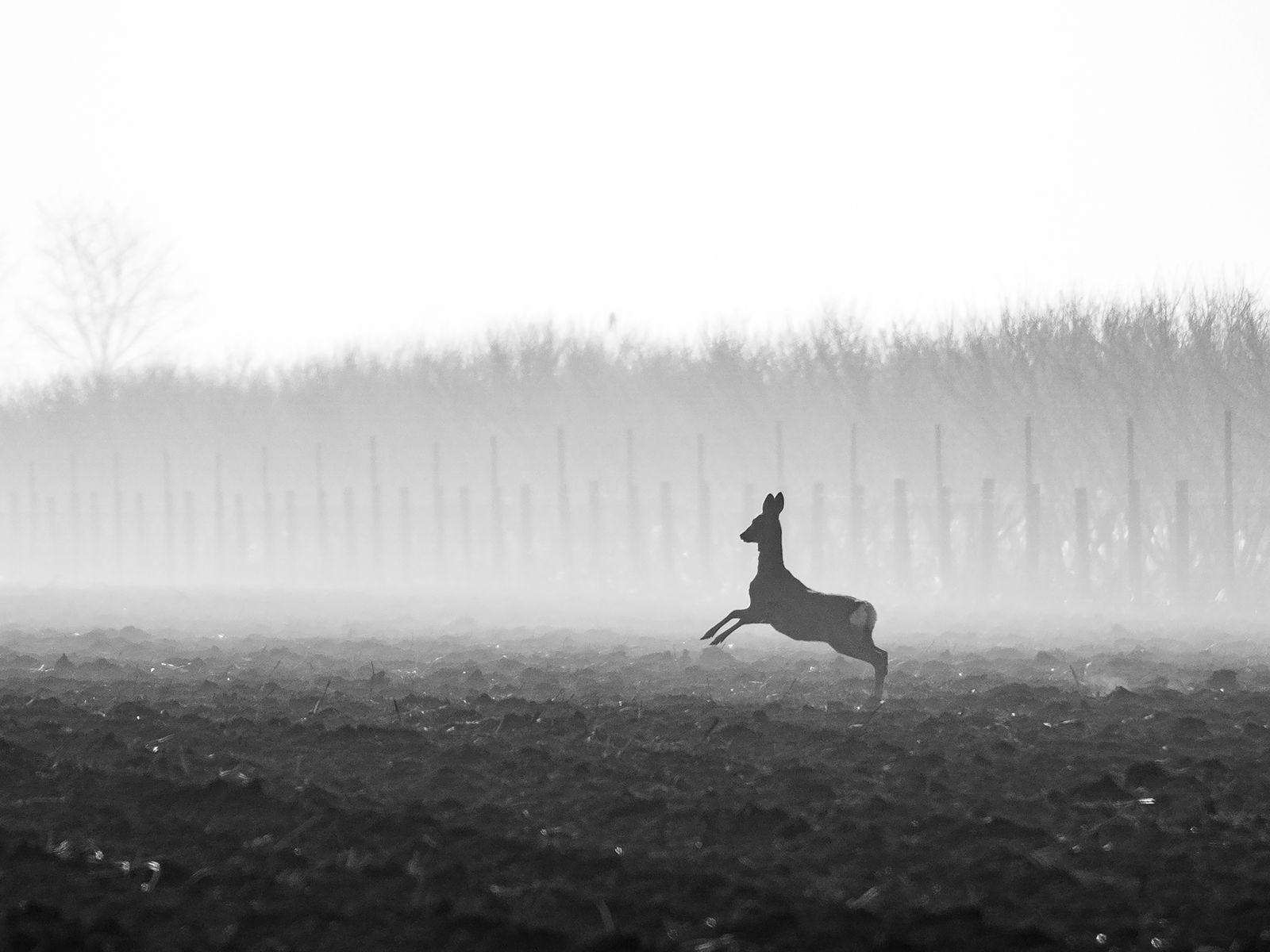 Ples u magli (Dance in the fog), Dejan Valek