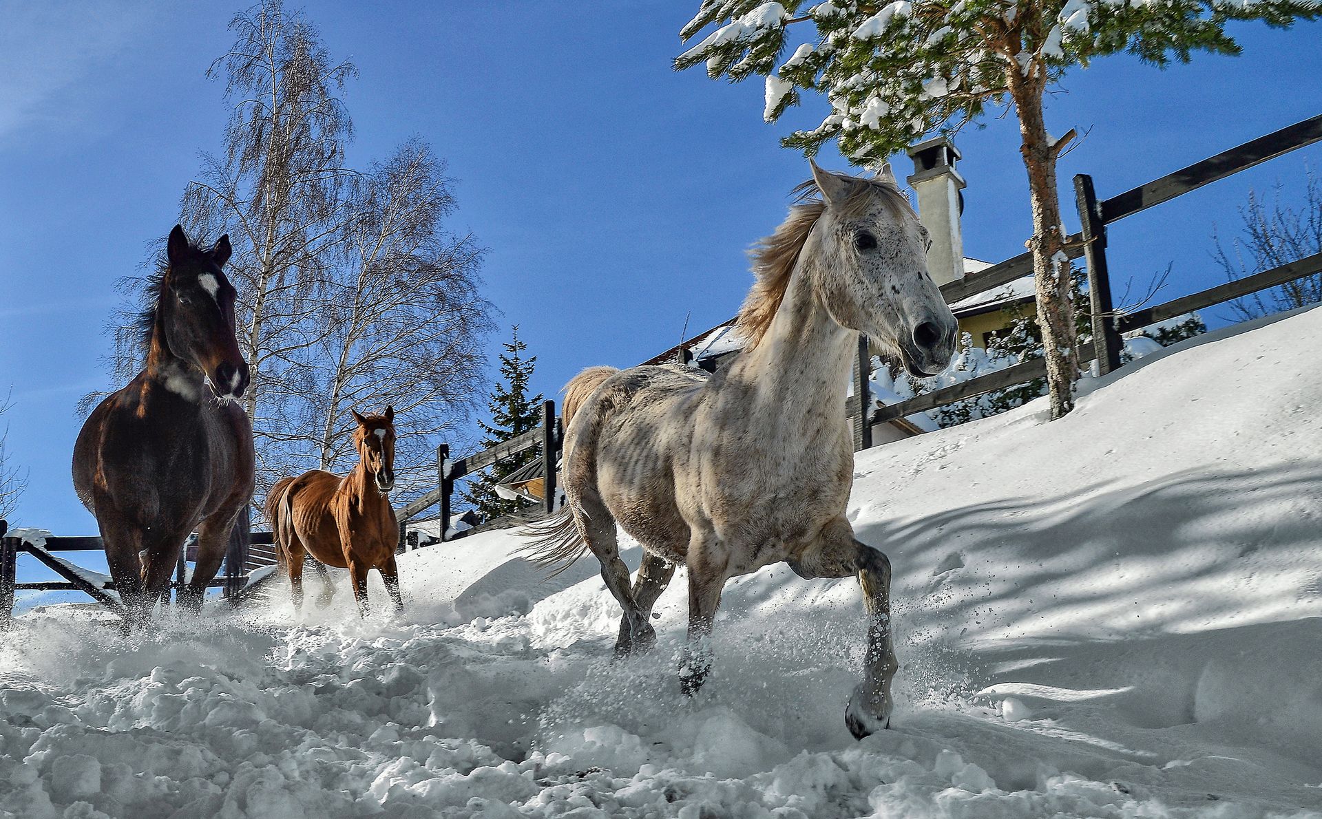 Razigrani konji (Playful horses), Miloš Karaklić