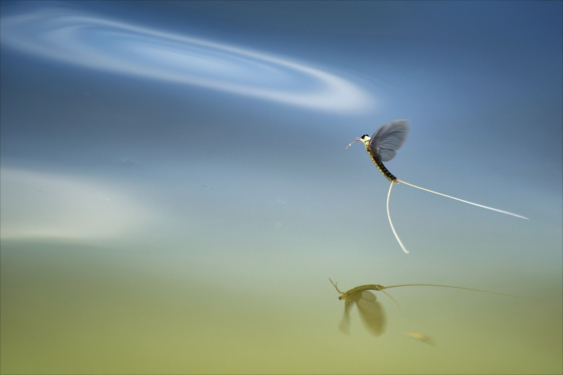 Tiski cvet (Tisa Mayfly), Anica Župunski