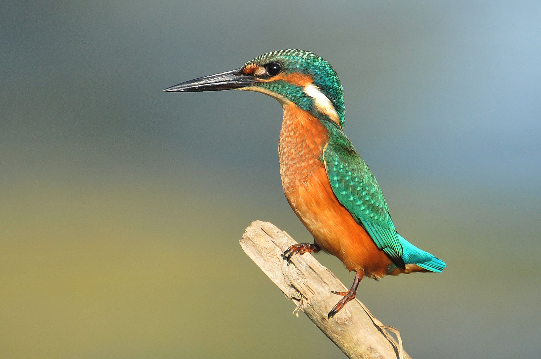 Vodomar na grani (Kingfisher on the branch), Predrag Kostin