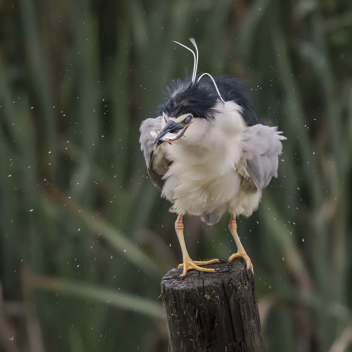 Zastrašujući gak (Scary black-crowned night heron), Zoran Milutinović